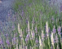 Lavender Walkway